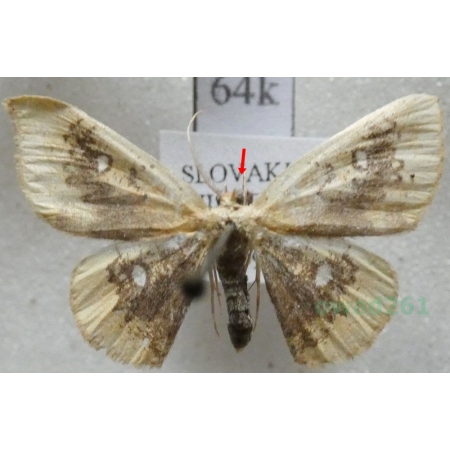 Cyclophora albiocellaria (Hübner, 1789) Świerzbik białooczek Slovakia64k